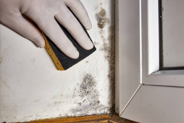  Crosby, TX Mold Removal Pros